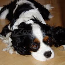 images (5)